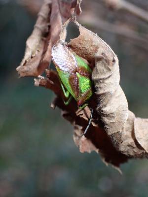 Hawthorn Shield-bug (Acanthosoma haemorrhoidale)