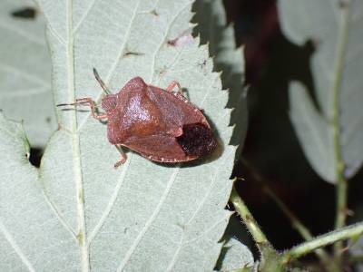 Common Green Shield-bug (Palomena prasina)