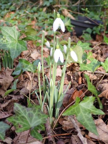 Snowdrops (Galanthus nivalis) in the woodland area alongside Normandy Way
