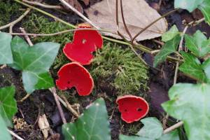 Scarlet Elf-cup