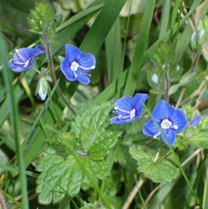 Germander Speedwell (//Veronica chamaedrys//)
