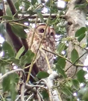 Tawny Owl